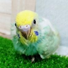 セキセイインコ(パステルレインボー)のヒナさん入荷しました❤