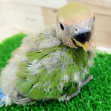 コザクラインコさん(ノーマル)のヒナ入荷しました❤