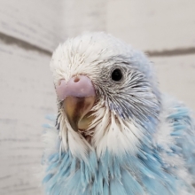 レアカラーのセキセイインコ。オパーリングレーウイング入荷