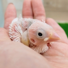 白文鳥さんのヒナ入荷しました〜❤