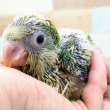 オキナインコさん(グリーン)のヒナ入荷しました❤