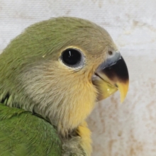 オレンジのお顔が可愛らしい🧡　コザクラインコ(オレンジフェイス)