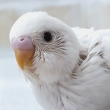 美しい圧倒的な色合い🤍　セキセイインコ(ダブルファクター)