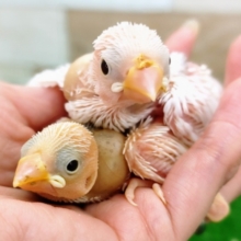 白文鳥さん2羽入荷しました〜❤