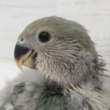 くすみブルー💙　コザクラインコ(ブルーチェリー)