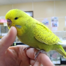 最新動画・画像あり！うっとり顔がたまりません♡ ジャンボセキセイの「ダイちゃん」いますよ〜
