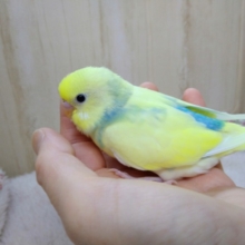 最新画像あり！メッチャキレイになってます♡ セキセイインコ　パステルカラーレインボーパイド