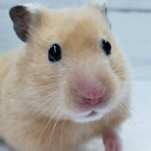 ブリブリツヤツヤサテンハムスター！