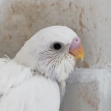 お腹に淡い紫色入ってます〜💜　セキセイインコ(ダブルファクター)