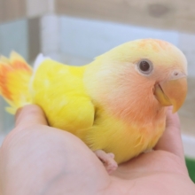 最新画像更新❤コザクラインコさん(ルチノーオパーリン)入荷しました〜❤