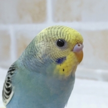 まんまるおめめ😀　セキセイインコ(パイド)