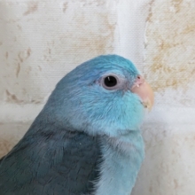 手乗り練習中〜💙　マメルリハインコ(ブルー)