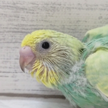 鮮やかパステル〜🌈　セキセイインコ(パステルレインボーセルフ)