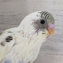 いろんな色が入ってます🌟　セキセイインコ(4色ハルクイン)