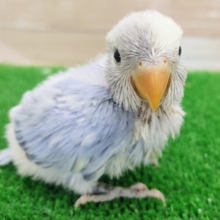 綺麗なカラー✨コザクラインコのブルーオパーリンパイドのヒナ入荷しました〜❤