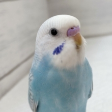 最新画像あり！　グレーの模様が特徴的✨　セキセイインコ(オパーリングレーウイング)