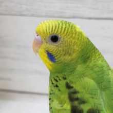 最新画像あり！　グリーンのパイド🍀　セキセイインコ(パイド)