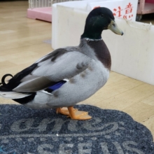 最新画像更新❤コールダックのカモ柄入荷です。