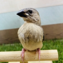 これからの成長が楽しみです！定番人気の桜文鳥やって来ました〜