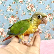 ウロコインコ　パイナップル　６月２４日