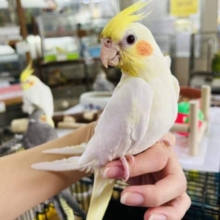 最新画像更新☆はげ頭が愛くるしい♡ルチノーオカメインコ