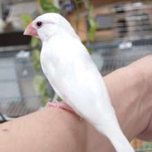 まずいです。。自分が連れて行きたくなりそう☆　白文鳥～～
