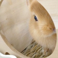 たまらなく可愛い。。立ち上がりｽｶﾞﾀ☆　くねくね感も可愛いのです！　ネザーランドドワーフラビット　オレンジ☆