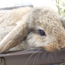 物思いにふける。。ロップさん☆   ロップイヤー　チェスナット！