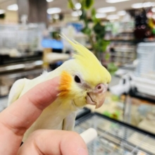 将来は甘えんぼ？♥オカメインコ(ルチノー)