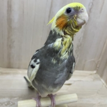 かまってほしいんです〜甘えん坊さんのオカメインコ！パイド