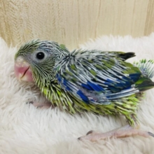 ひと際美しいマメさん！　マメルリハ　ノーマル　男の子
