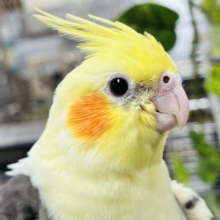 お顔がとっても可愛いのですっ♥♥オカメインコ(パイド)