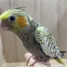 きゅるんとかわいくアピール♪　オカメインコ　パール