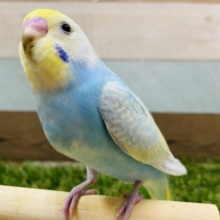 ヒナエサ卒業！淡いカラーが綺麗なセキセイインコのパステルレインボー♪