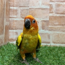 激かわ！！　コガネメキシコインコ入舎です！！ R4. 6/13撮影