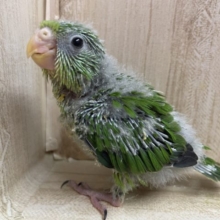 初めましてアサギリインコさん♪♪♪