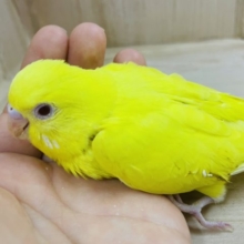 黄色い体に赤のおめめさん！　セキセイインコ　ルチノー