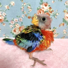アカナナクサインコ　綺麗な赤色のインコちゃんです❤️  6/19