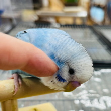 定番カラー☆セキセイインコ(オパーリン)