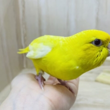 最新画像になりますよ！！レモンカラーのサザナミさん！　サザナミインコ　ルチノー