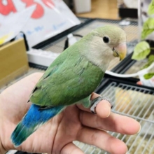 【最新画像更新です！＊】ヒナですから。。ぷるぷるっとした動き☆ブルーちぇりーだよーーー