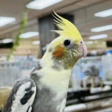 模様の入り方はその子次第！オカメインコ(パイド)