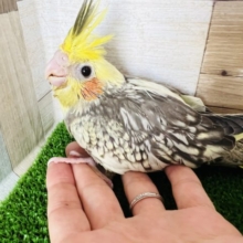 ツートンなトサカ☆パールオカメインコ