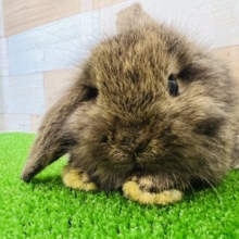 ぺっちゃんこなロップイヤーラビット