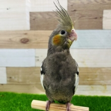 最新画像更新☆ベタ馴れノーマルオカメインコ