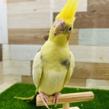 不思議な模様☆パイドオカメインコ