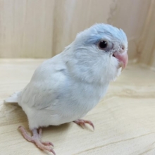 最新動画・画像になります！！注目です！じんわり薄めカラー！　マメルリハの「ルビちゃん」いますよ〜