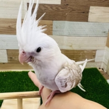 最新画像更新☆きれいだね♪オカメインコWFシナモンパールパイド