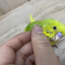 最新画像になりますよ〜☆元気に動きまわっちゃいますよ～　セキセイインコ　スパングルパイド
