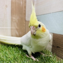 さし餌卒業！！オカメインコのルチノーカラー！